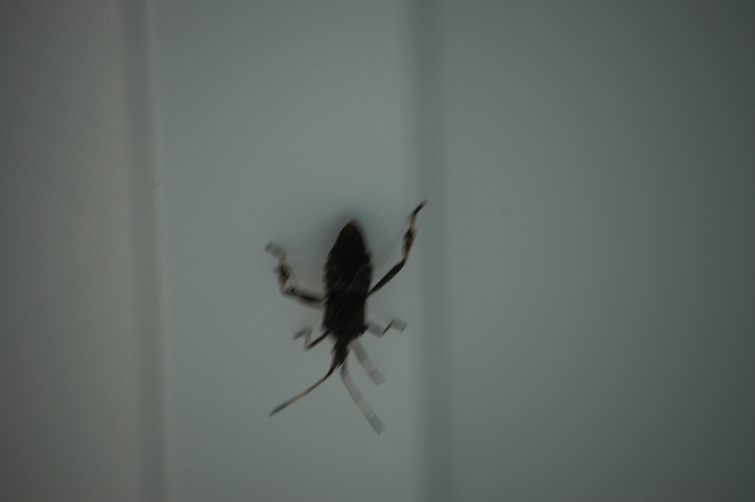 photos/wildlife/Invertebrate_Species/Canada/Canada 2007 110.jpg